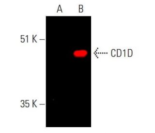 CD1D Antibody (C3D5) - Western Blotting - Image 385438