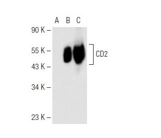 CD2 Antibody (1E7E8) - Western Blotting - Image 62431 