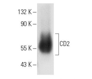 CD2 Antibody (AT37) - Western Blotting - Image 4678 
