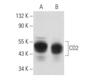 CD2 Antibody (B-8) - Western Blotting - Image 356888 