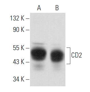 cd2-antibody-b-8-western-