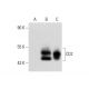 CD2 Antibody (D-5) - Western Blotting - Image 137914