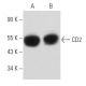 CD2 Antibody (D-5) - Western Blotting - Image 356882 