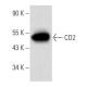 CD2 Antibody (D-5) - Western Blotting - Image 356884 