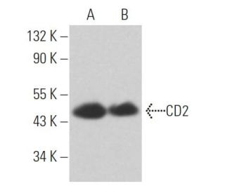 CD2 Antibody (Huly-m1) - Western Blotting - Image 363613 