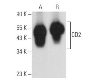 CD2 Antibody (MT910) - Western Blotting - Image 358037 