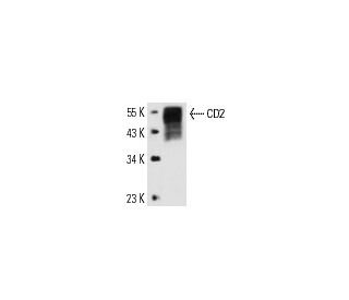 CD2 Antibody (OX34) - Western Blotting - Image 13986 