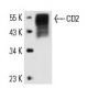 CD2 Antibody (OX34) - Western Blotting - Image 13986 