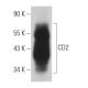 CD2 Antibody (OX34) - Western Blotting - Image 363614