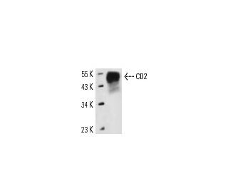 CD2 Antibody (OX55) - Western Blotting - Image 13987 