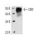 CD2 Antibody (OX55) - Western Blotting - Image 13987 