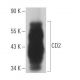 CD2 Antibody (OX55) - Western Blotting - Image 363612