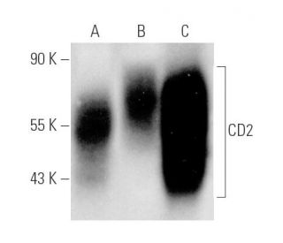 CD2 Antibody (RM2-5) - Western Blotting - Image 4686 