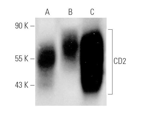 CD2 Antibody (RM2-5) | SCBT - Santa Cruz Biotechnology