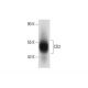 CD2 Antibody (TS2/18) - Western Blotting - Image 59522 
