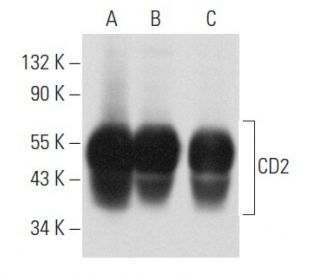 CD2 Antibody (TS2/18) - Western Blotting - Image 356892 