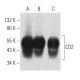 CD2 Antibody (TS2/18) - Western Blotting - Image 356892 
