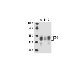 CD2 Antibody (UMCD2) - Western Blotting - Image 17117 