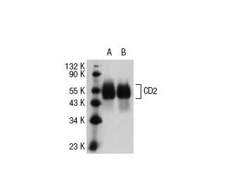 CD2 Antibody (X53) - Western Blotting - Image 4685 