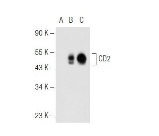 CD2 Antibody (Huly-m1) - Western Blotting - Image 62433