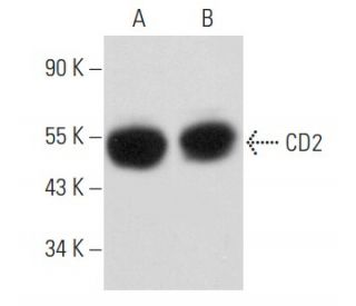 CD2 Antibody (D-5) - Western Blotting - Image 356882