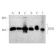 western blotting image from recommended CD20 (D-10) monoclonal antibody replacement. Image 368014