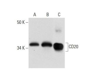 CD20 Antibody (D-10) - Western Blotting - Image 299219
