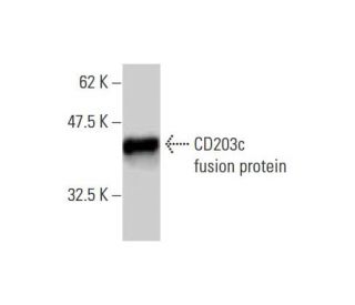 CD203c Antibody (1G11) - Western Blotting - Image 348564