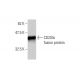 CD203c Antibody (1G11) - Western Blotting - Image 348564
