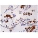CD206/Mannose Receptor/MMR Antibody (C-10) - Immunohistochemistry - Image 157984 