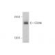 CD206/Mannose Receptor/MMR Antibody (C-10) - Western Blotting - Image 352837