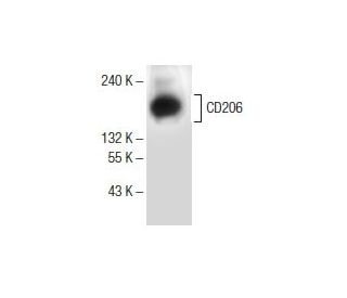 CD206/Mannose Receptor/MMR Antibody (D-1): m-IgGκ BP-HRP Bundle