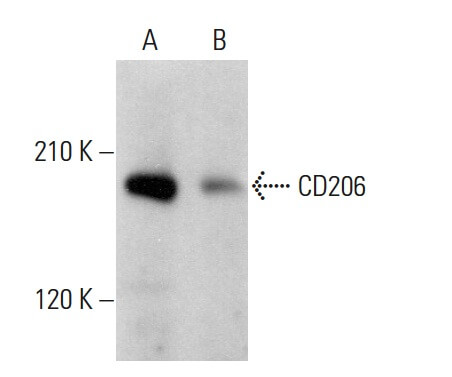 CD206/Mannose Receptor/MMR Antibody (D-1) | SCBT - Santa