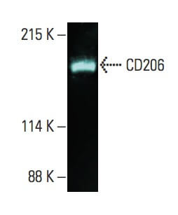 CD206/Mannose Receptor/MMR Antibody (D-1) | SCBT - Santa