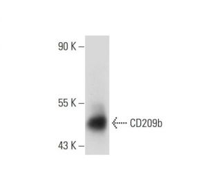 CD209b Antibody (ER-TR9) - Western Blotting - Image 129543