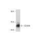 CD209b Antibody (ER-TR9) - Western Blotting - Image 129543