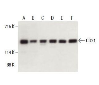 CD21 Antibody (A-3) - Western Blotting - Image 398253
