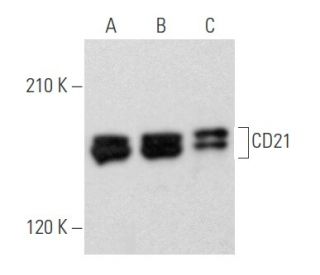 CD21 Antibody (A-3) - Western Blotting - Image 355580