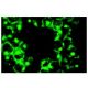CD22 Antibody (4KB128) - Immunofluorescence - Image 5090