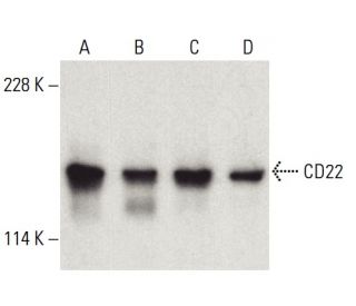CD22 Antibody (D-5) - Western Blotting - Image 399478 