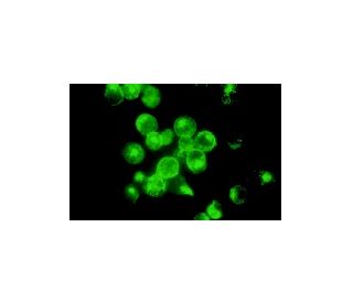 CD22 Antibody (RFB-4) - Immunofluorescence - Image 5088 