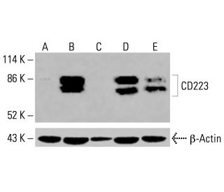 CD223 Antibody (D-8) - Western Blotting - Image 415853