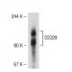 CD229 Antibody (3H1998) - Western Blotting - Image 51697 
