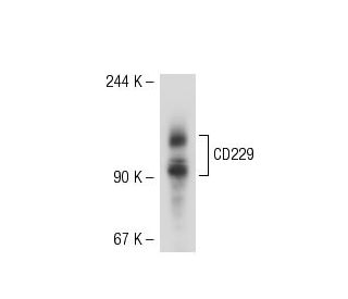 CD229 Antibody (HLy 9.1.25) - Western Blotting - Image 51699 