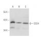 CD24 Antibody (ALB9) - Western Blotting - Image 17856 