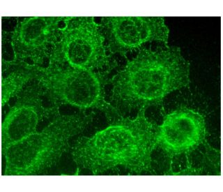 immunofluorescence image from recommended CD24 (SN3) monoclonal antibody replacement. Image 296857