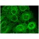 immunofluorescence image from recommended CD24 (SN3) monoclonal antibody replacement. Image 296857