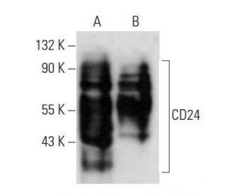 CD24 Antibody (HIS50) - Western Blotting - Image 11081
