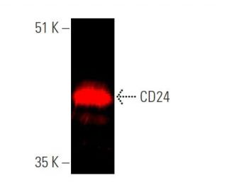 CD24 Antibody (SN3) - Western Blotting - Image 375331Each CRISPR/Cas9 Knockout (KO) Plasmid product consists of a pool of 3 plasmids designed to ensure identification and cleavage of a specific gene for maximum knockout efficiency. Each plasmid encodes a unique 20 nt sequence derived from the GeCKO (v2) library.
