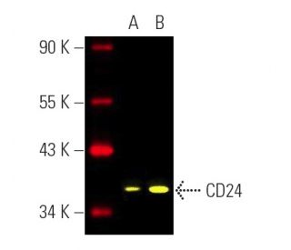 CD24 Antibody (SN3) - Western Blotting - Image 391084